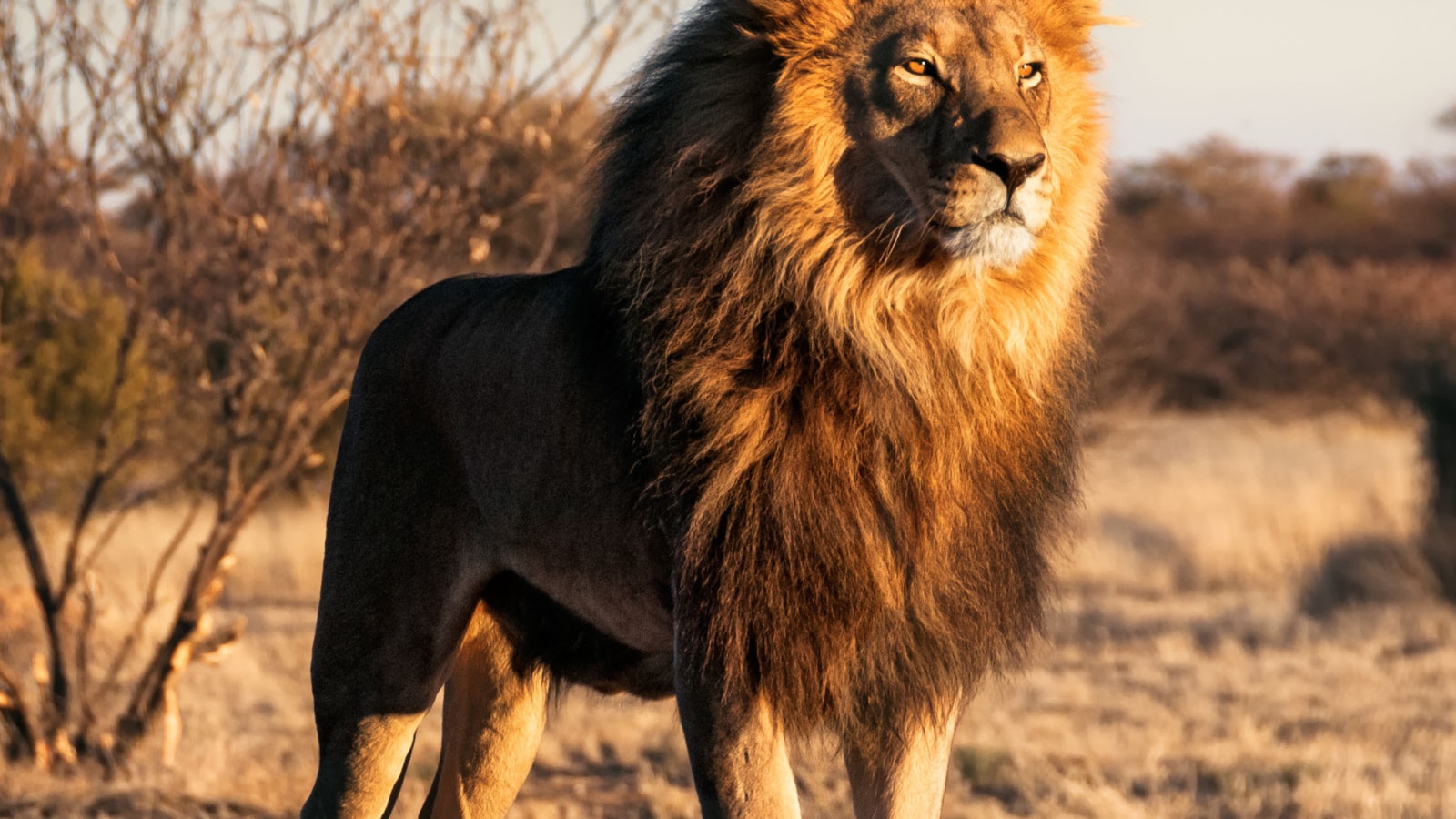 World Lion Day 2022: Viral Videos of The King of The Jungle From ...