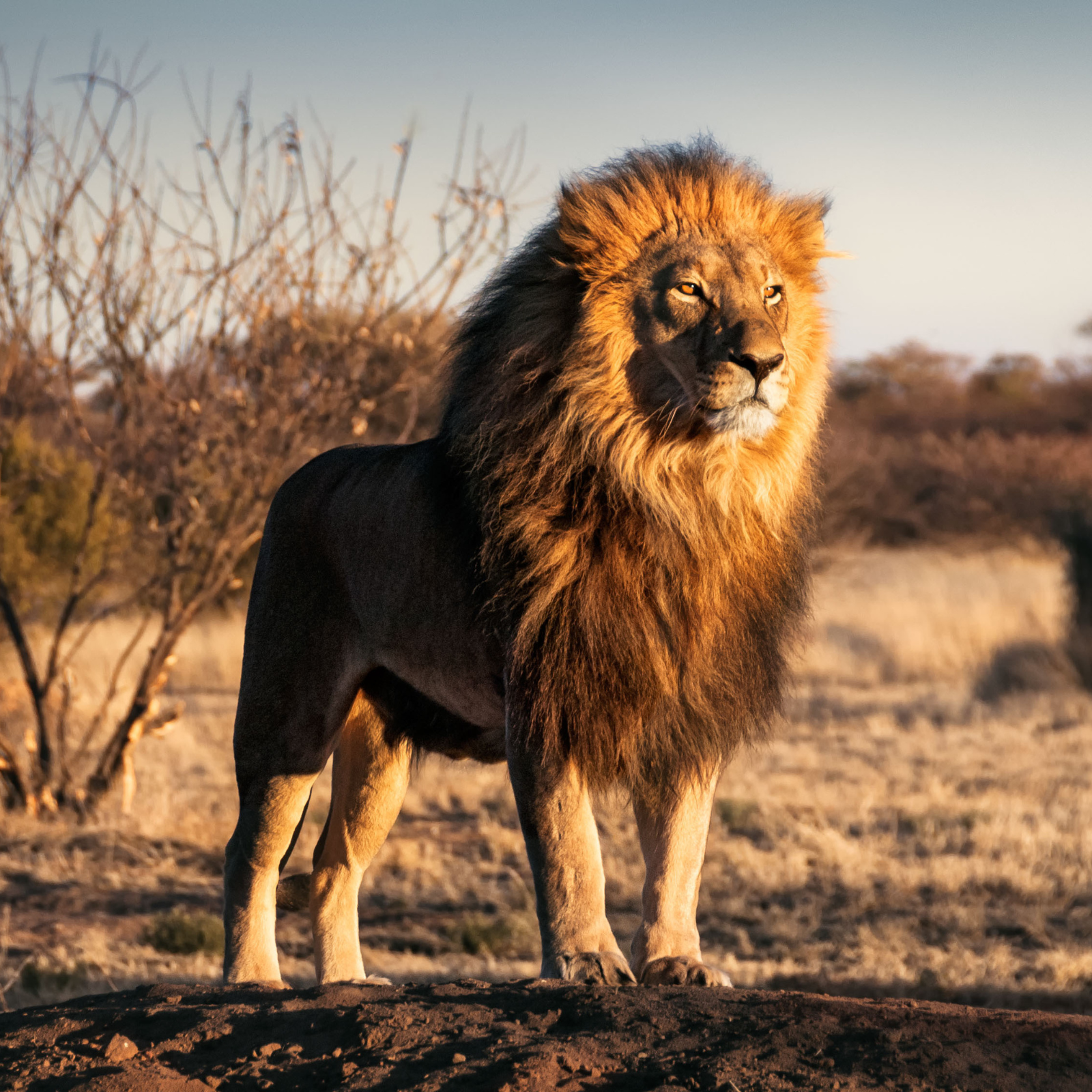 World Lion Day 2022: Date, History and Significance of 'King of the Jungle'