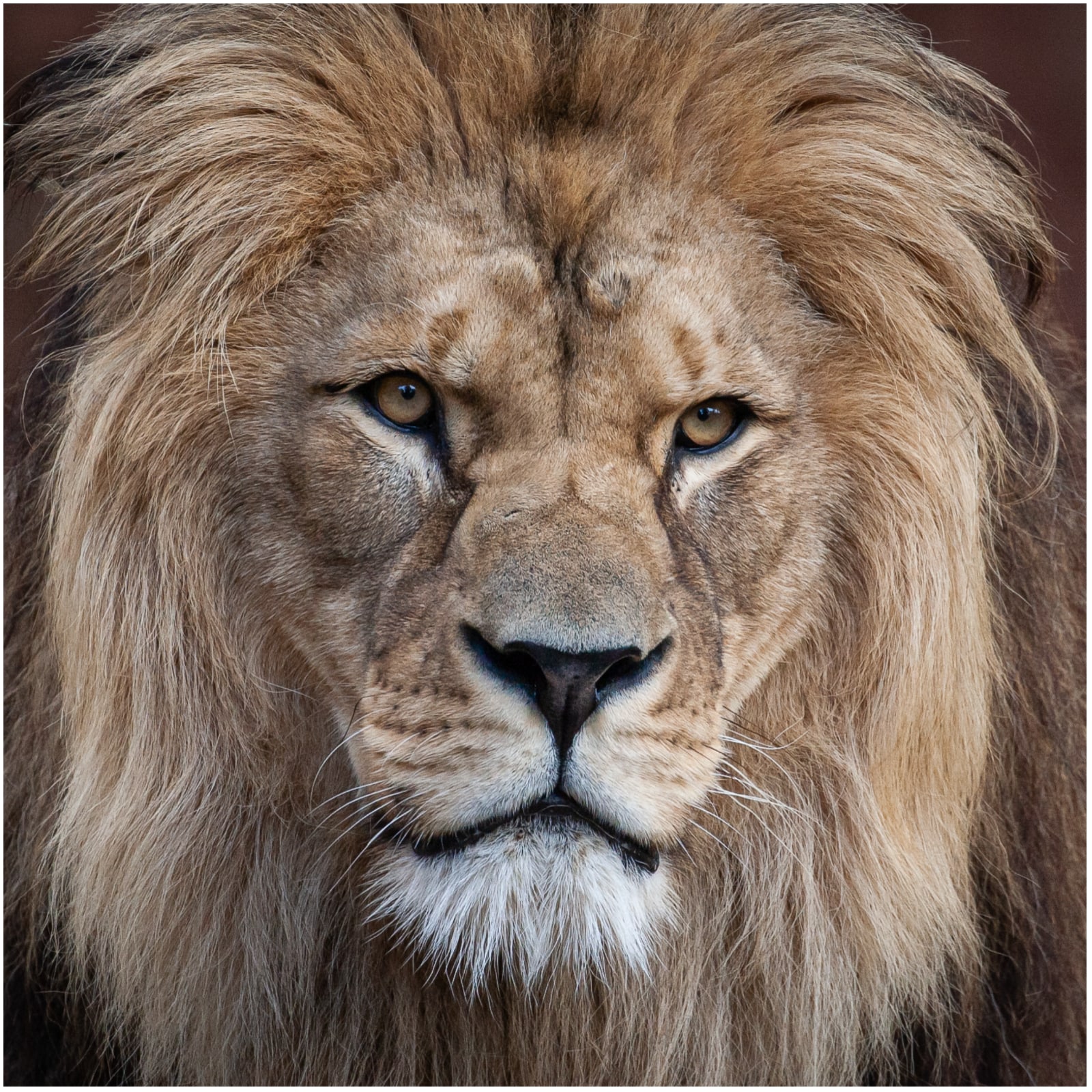 World Lion Day: Celebrating the king of the jungle •