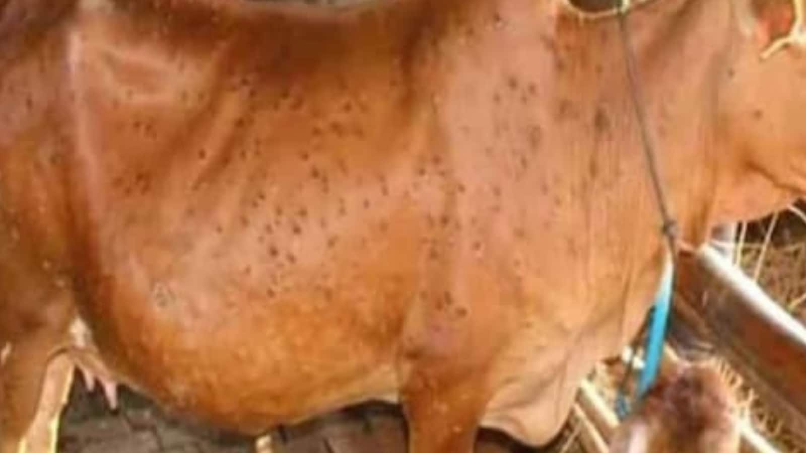Lumpy Skin Disease: SAD MP Harsimrat Badal Demands Punjab Govt Pay Rs  50,000 in Damages Per Animal
