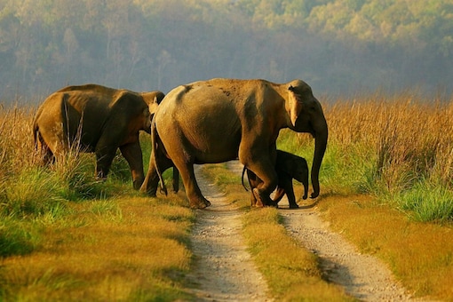 World Elephant Day 2022: Prime Minister Narendra Modi tweeted elephants photos on Friday. (Image: Twitter/Narendra Modi)