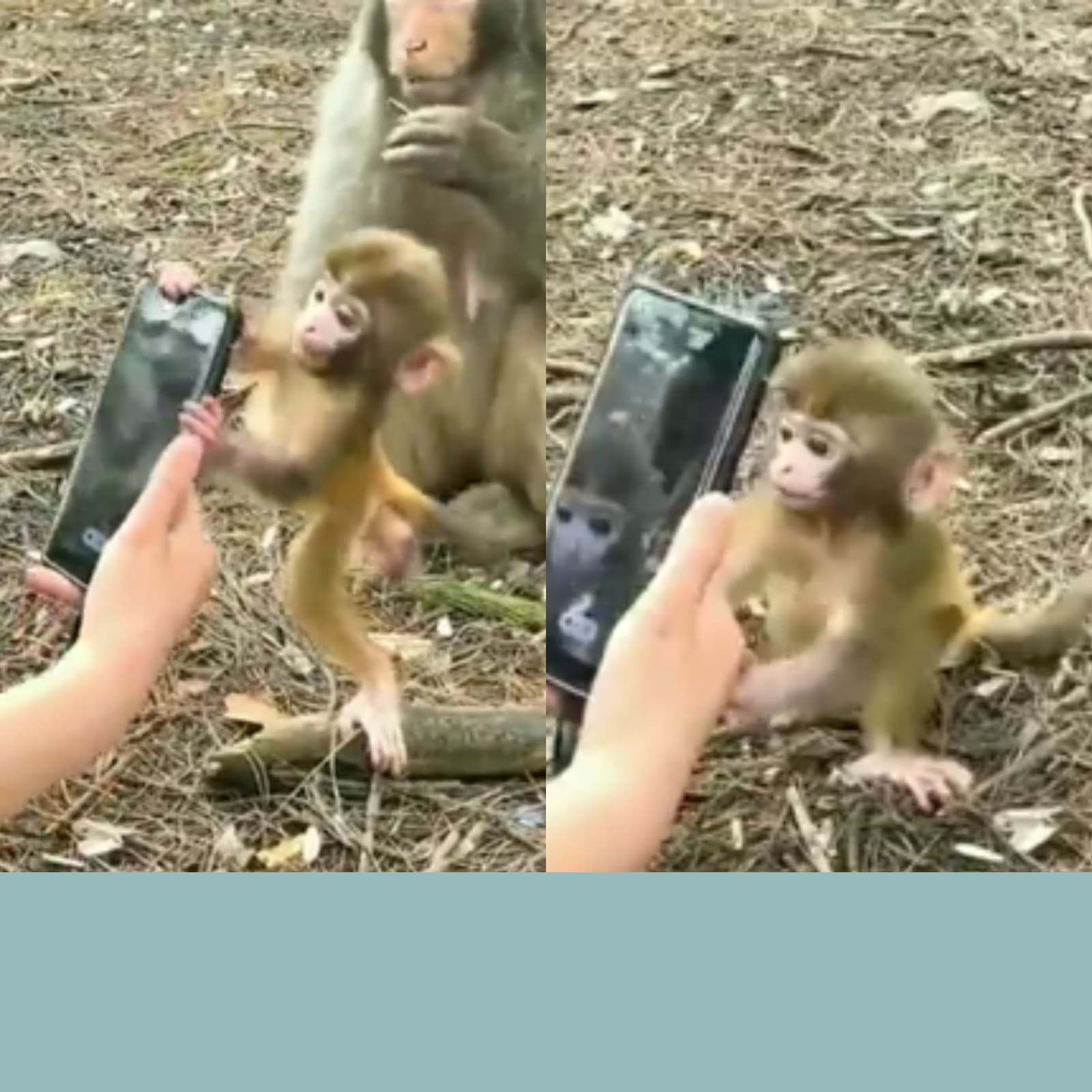 Young Generation': Video of Infant Monkey Trying to Steal a Smartphone Goes  Viral