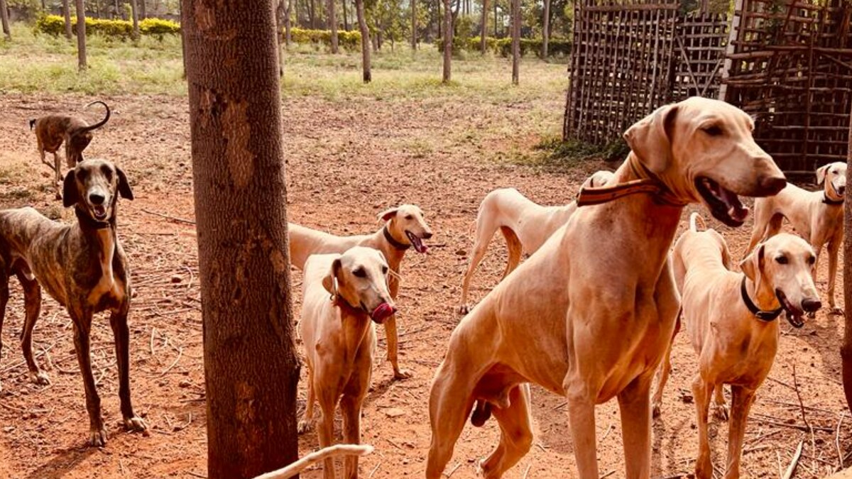 Sharp-sighted, Agile, With Touch of Royalty: 'Made in India' Mudhol Hounds Join PM Modi’s Security Squad