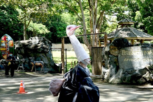 Man Dressed As Ostrich Runs Amok At Thailand Zoo, Here's the Reason Man Dressed As Ostrich Runs Amok At Thailand Zoo, Here's the Reason