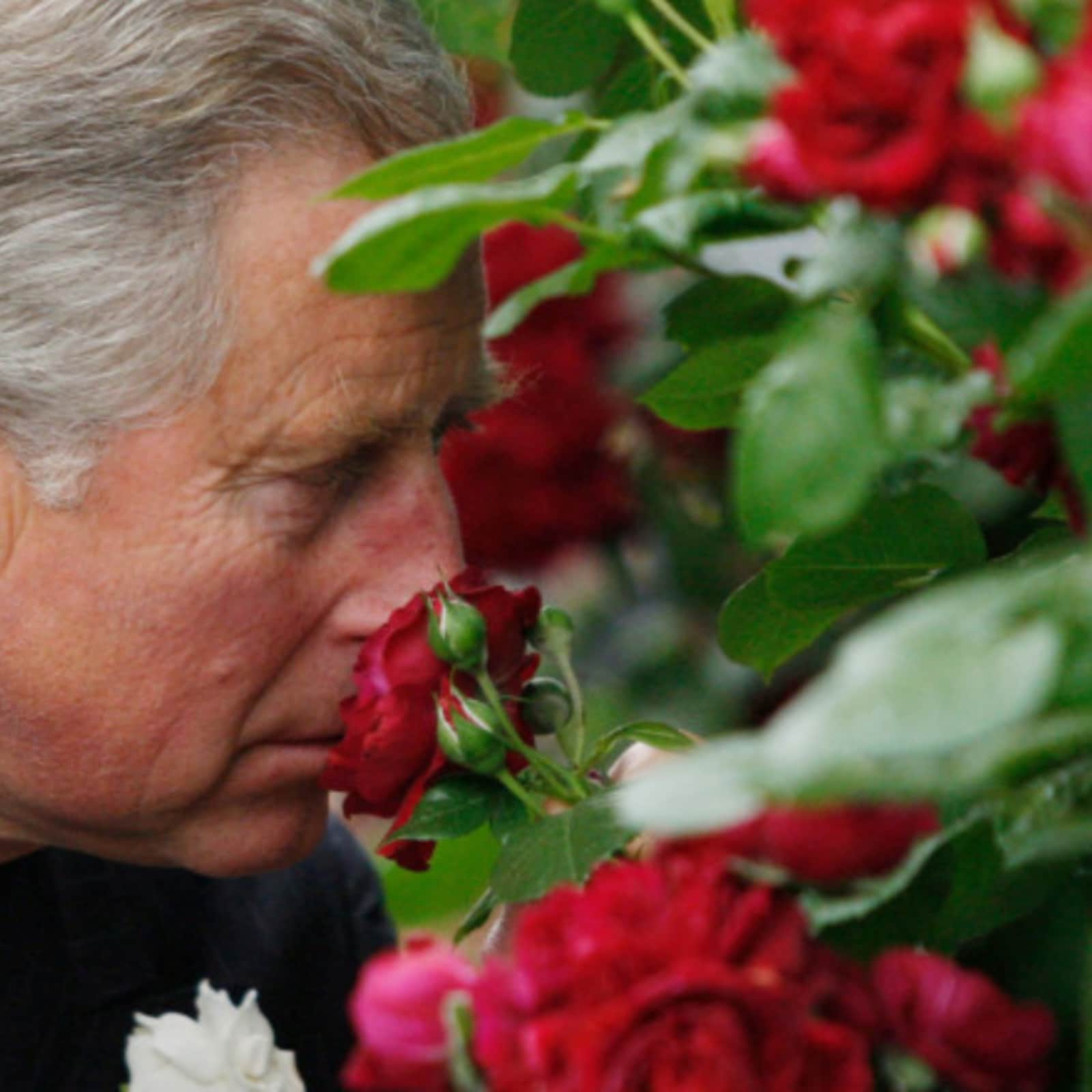Prince Charles is Launching His First Highgrove Scented Perfume