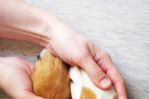 Health Insurance for Your Pets Starts from Rs 324 per Year; Check Benefits, Details Health Insurance for Your Pets Starts from Rs 324 per Year; Check Benefits, Details