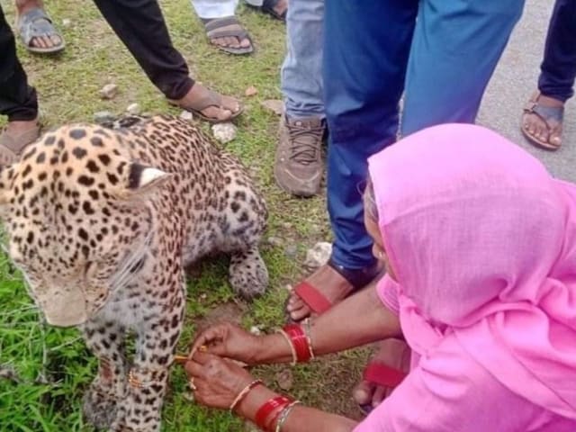 Woman Tying Rakhi to An Ailing Leopard. (Image: Twitter/@susantananda3)