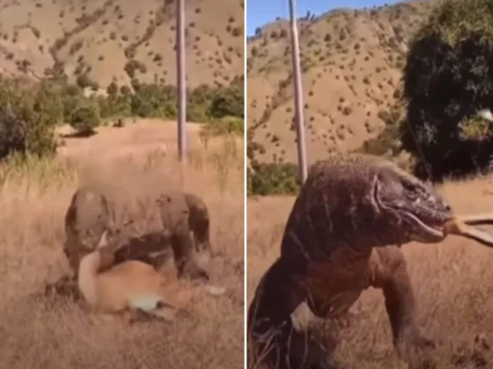 WATCH: Komodo Dragon Gulps A Deer; Internet Calls It 'Jurassic Park Sequel'