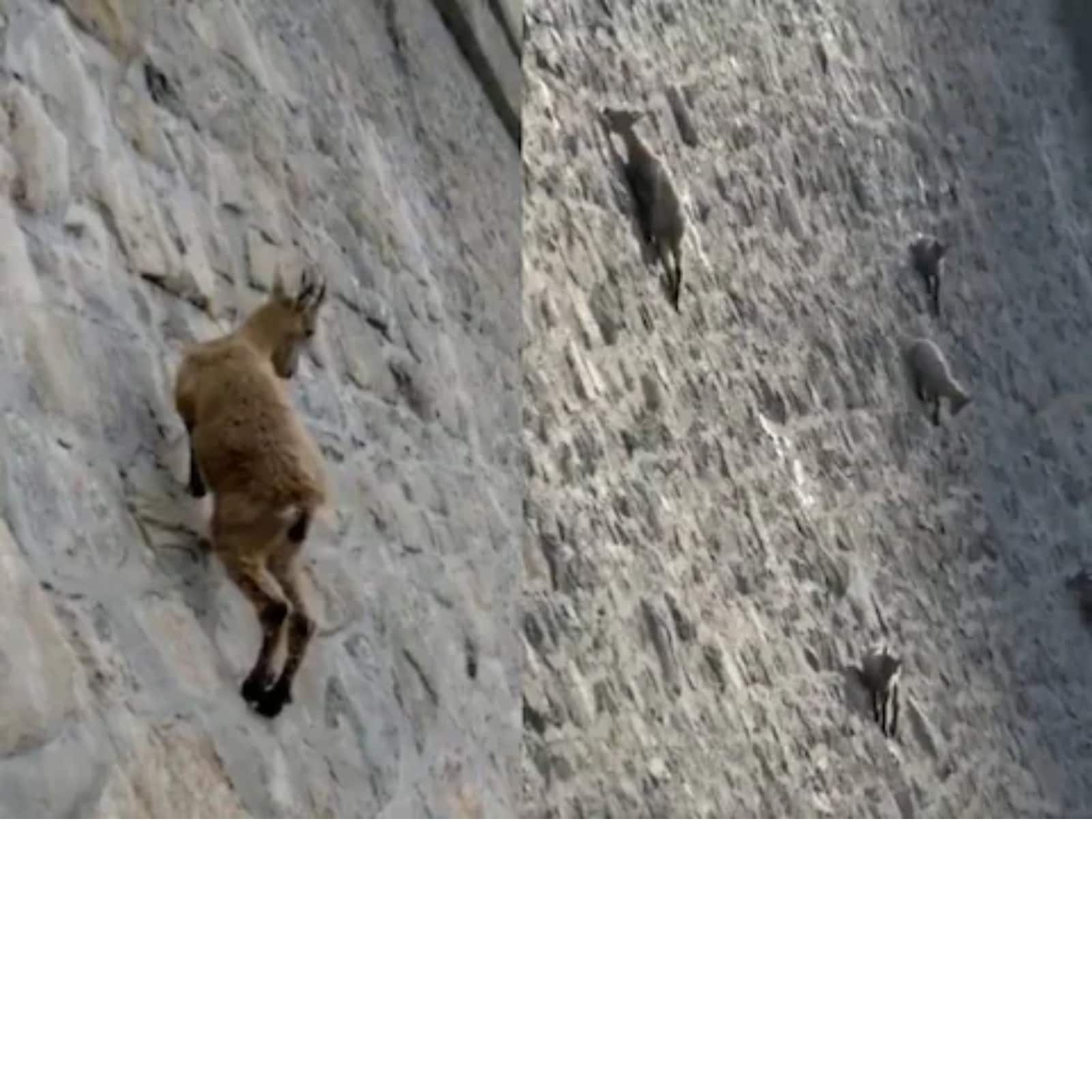 Mountain Goats Climbing A Dam Wall Challenges Newton's Rule Of Gravity