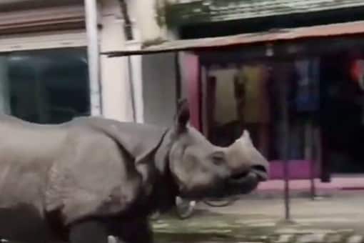 Viral Video Shows Rhino Racing Down a Street. (Image: Twitter/@SusantaNanda3)