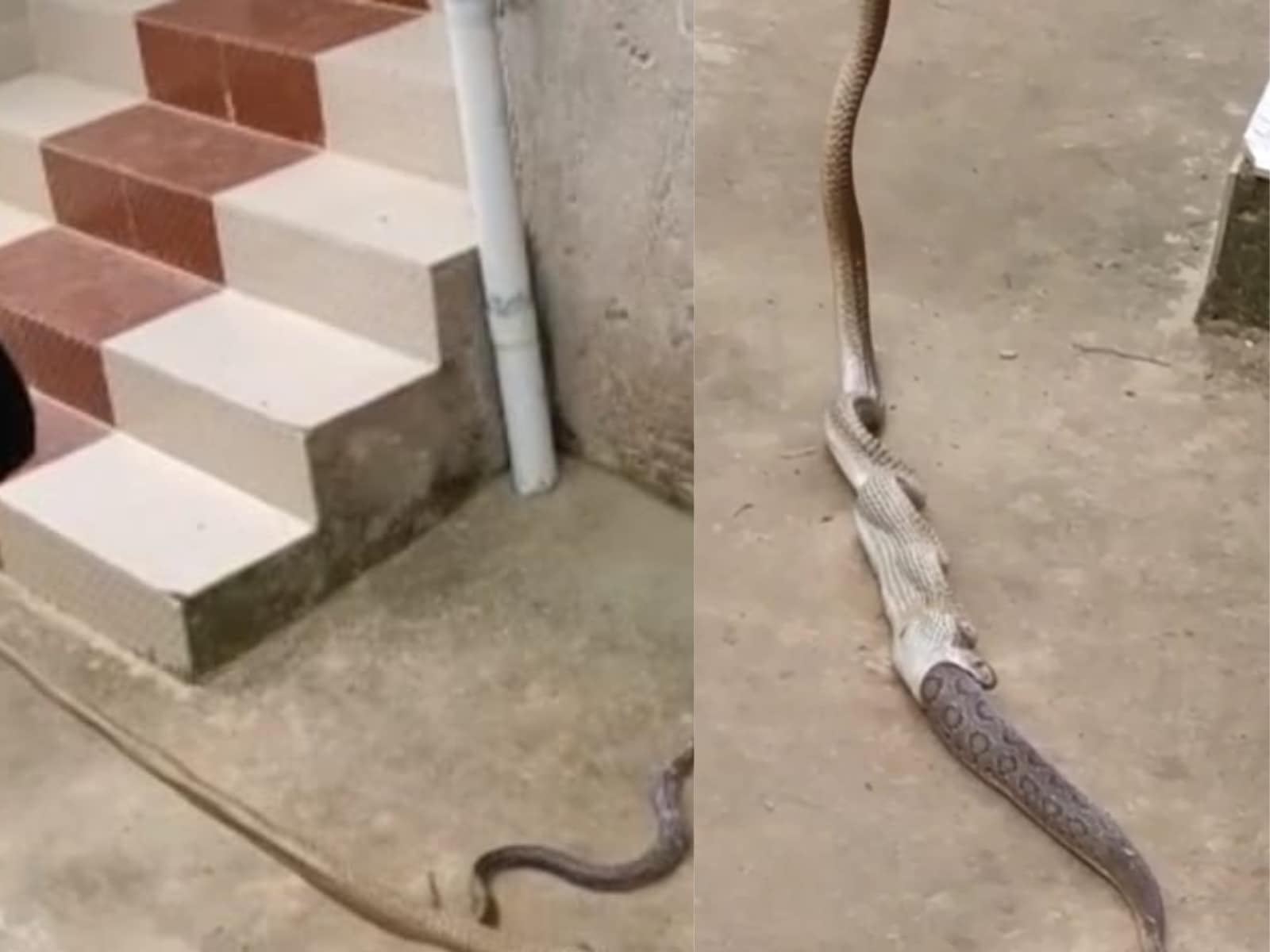 Cobra swallows entire snake in road 