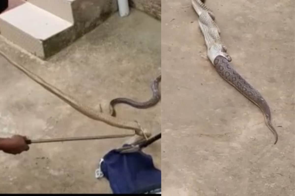 Cobra swallows entire snake in road 
