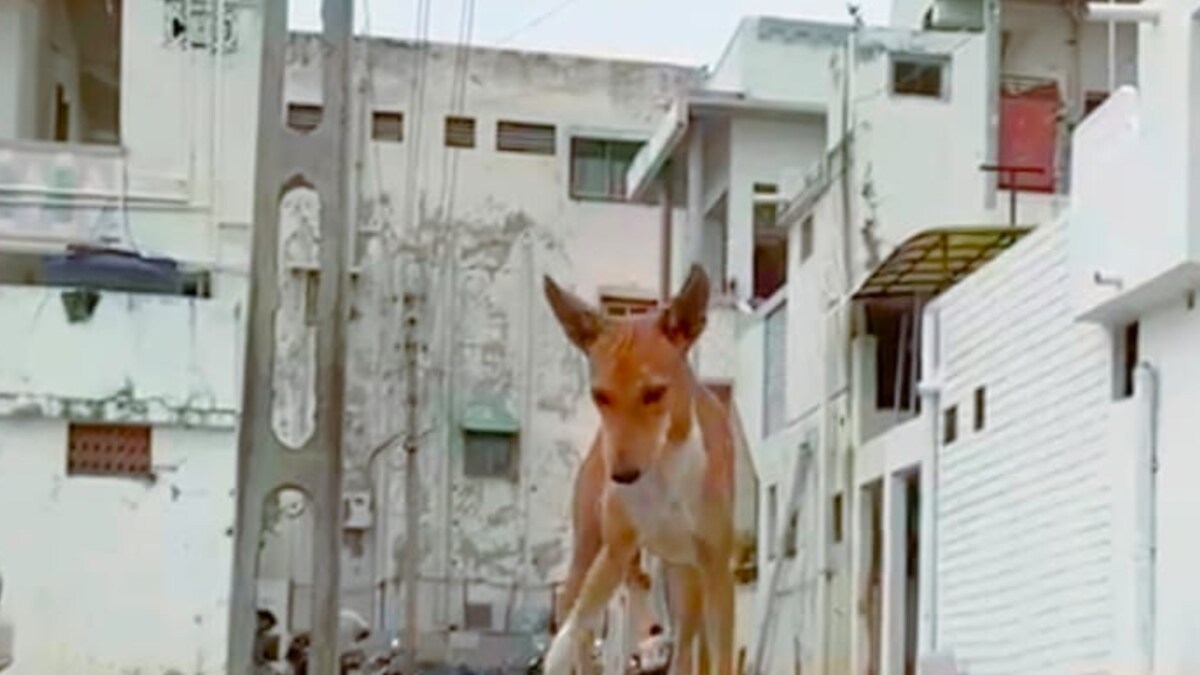 Stray Dog Kills Infant Sleeping Next to Mother in Hospital in Rajasthan