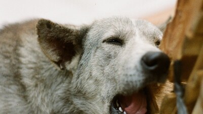 'Intestines Pulled Out': Infant Mauled to Death by Street Dog at Noida ...
