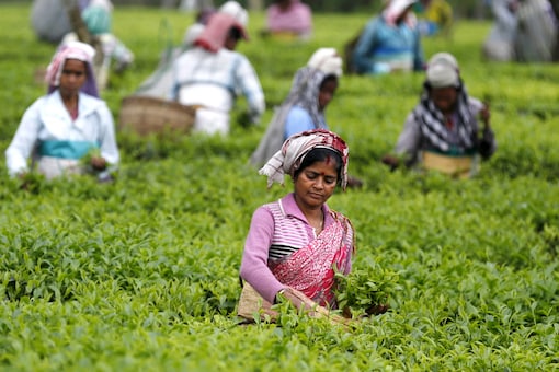 Tea garden workers’ wage was a major poll issue in Assam in 2022 state Assembly elections. (Photo: Reuters)
