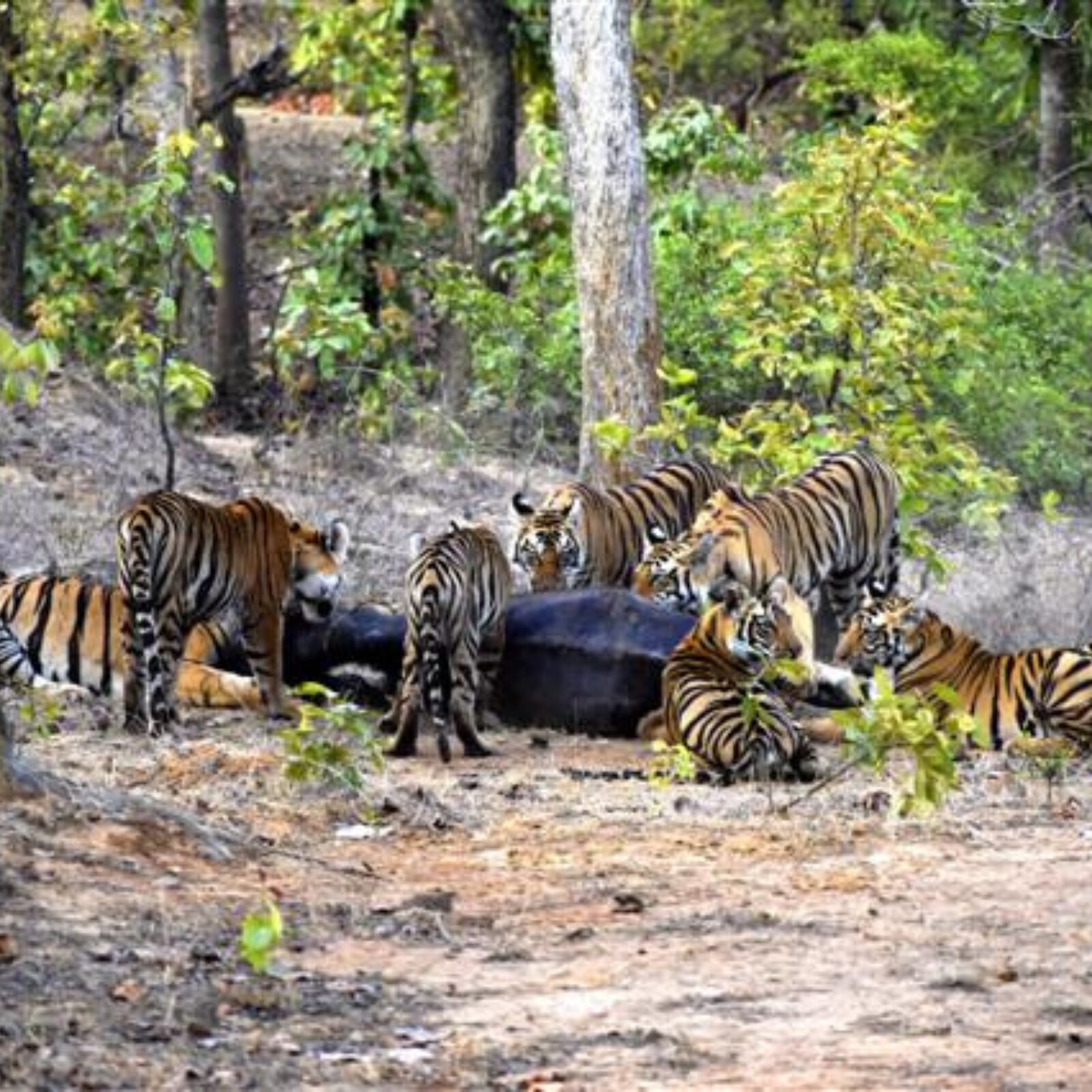 Mausi' Tigress Protects and Trains Cubs of Her Dead Sister in Madhya Pradesh National Park Mausi' Tigress Protects and Trains Cubs of Her Dead Sister in Madhya Pradesh National Park
