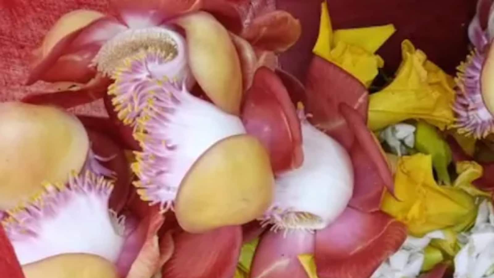 Shivlingi Flowers Bloom After 12 Years in Jharkhand's Dumka; Know its
