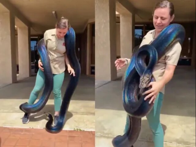 Viral Video Shows Rainbow Python Wraps Around Woman as She Plays With ...