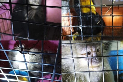 Meghalaya Police Rescue 7 Endangered Exotic Animals on IUCN's 'Red List', 2 Accused Arrested Meghalaya Police Rescue 7 Endangered Exotic Animals on IUCN's 'Red List', 2 Accused Arrested