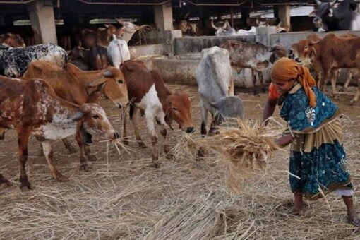 Vaccination of Cattle Against Lumpy Skin Disease Begins in Rajasthan Vaccination of Cattle Against Lumpy Skin Disease Begins in Rajasthan