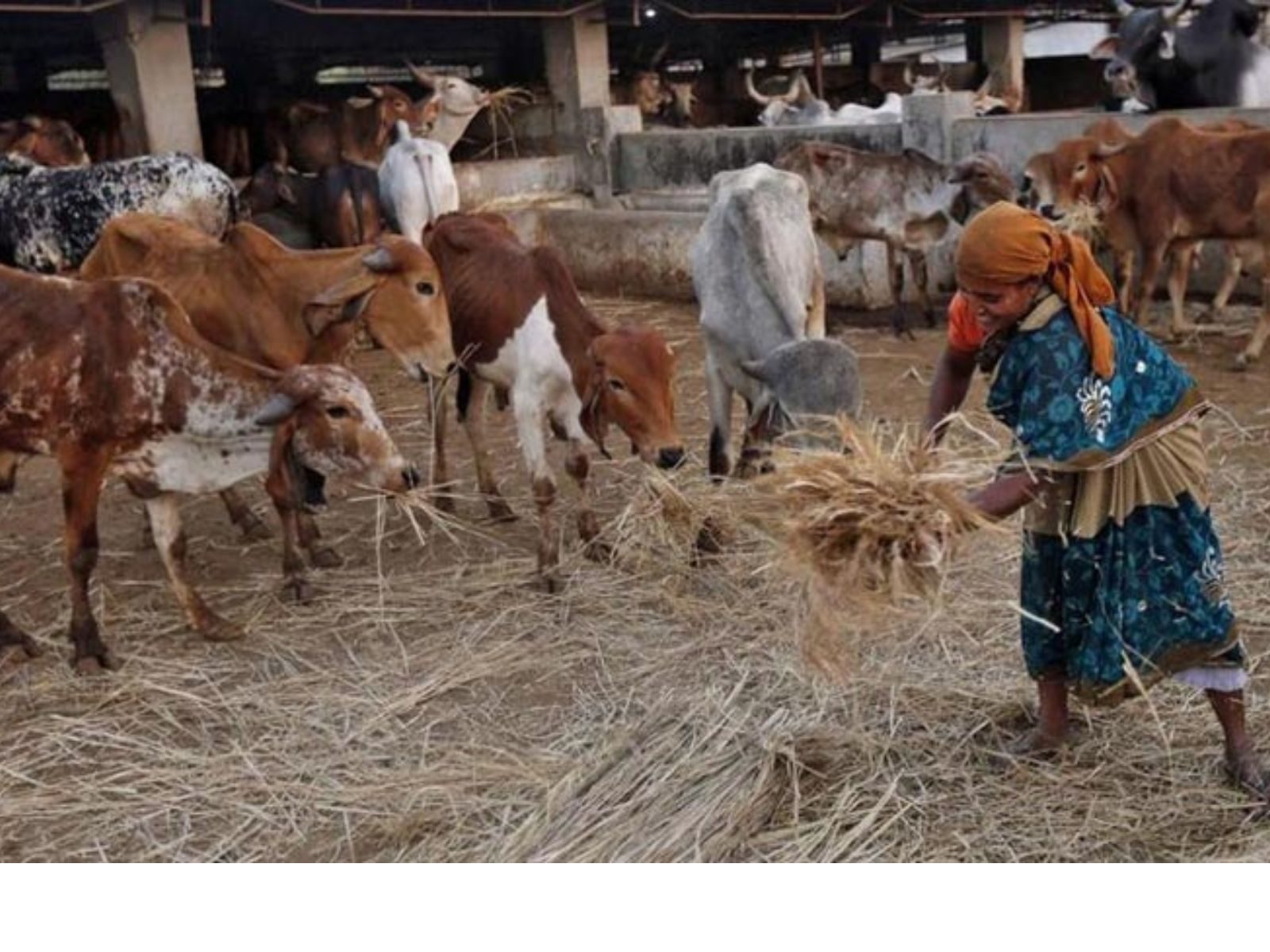 Rajasthan Government Bans Animal Fairs to Control Lumpy Disease Rajasthan Government Bans Animal Fairs to Control Lumpy Disease
