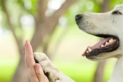 Know all About Emotional Support Animal and its Benefits Know all About Emotional Support Animal and its Benefits