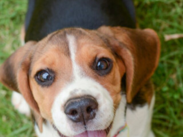 Research Shows Dogs Have Tears When Reunited With Owners - News18