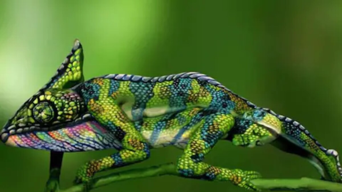 Optical Illusion: Can You Fine Two Women in This Image of a Chameleon?