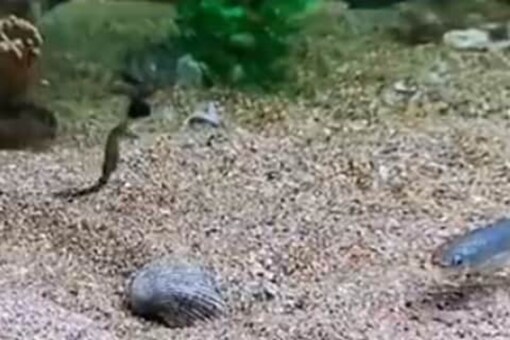 A Fish Hiding In The Sea Bed To Catch Its Prey Has The Internet Talking A Fish Hiding In The Sea Bed To Catch Its Prey Has The Internet Talking