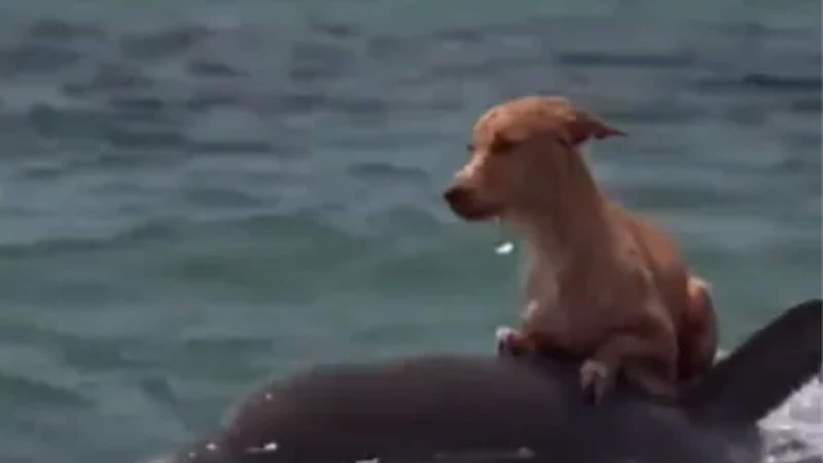 Movie About A Dog And A Dolphin Watch: A Dog And Dolphin Impart A Heartwarming Message Of Compassion