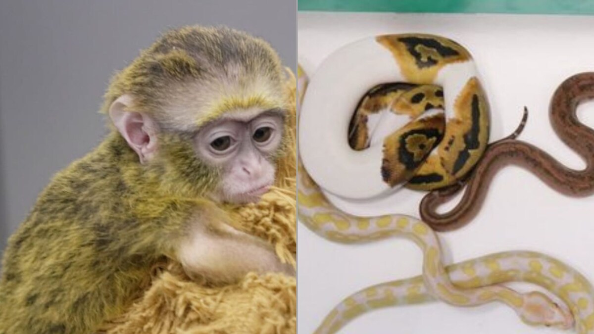 Passenger Found Carrying DeBrazza Monkey, Snakes and Rare Species at Chennai Airport; Animals Rescued