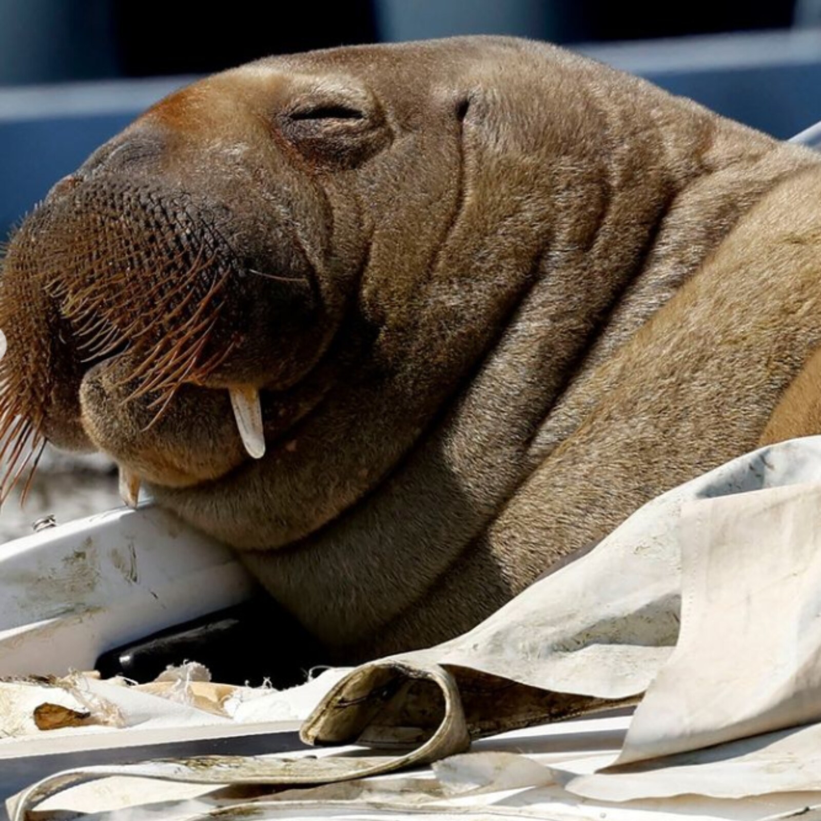 Norway's Beloved Sun-Bathing Walrus Freya Euthanised By Authorities, Here's the Reason Norway's Beloved Sun-Bathing Walrus Freya Euthanised By Authorities, Here's the Reason