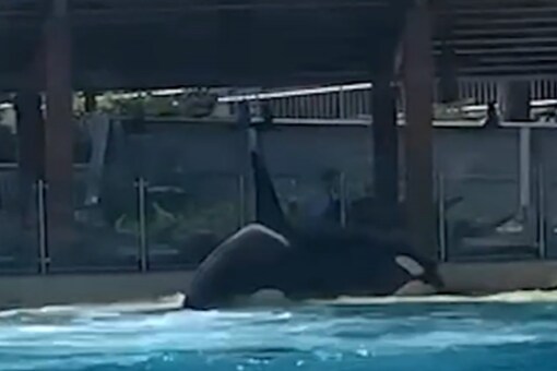 Video of Killer Whales Attacking Each Other at US Aquatic Park Stuns ...