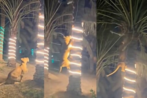 The lioness is seen trying to get hold of a man, who has climbed a tree in a desperate attempt to get to a safe haven.