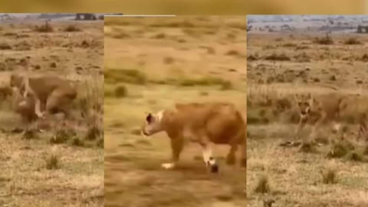 Watch: The Nerve-Racking Moment When Lioness Snatched Prey From Cheetah ...