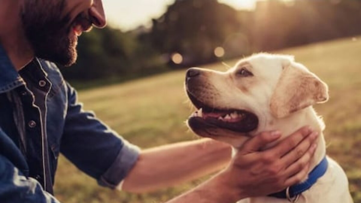 Pet Care Guide: 5 Tips To Train Your Furry Baby