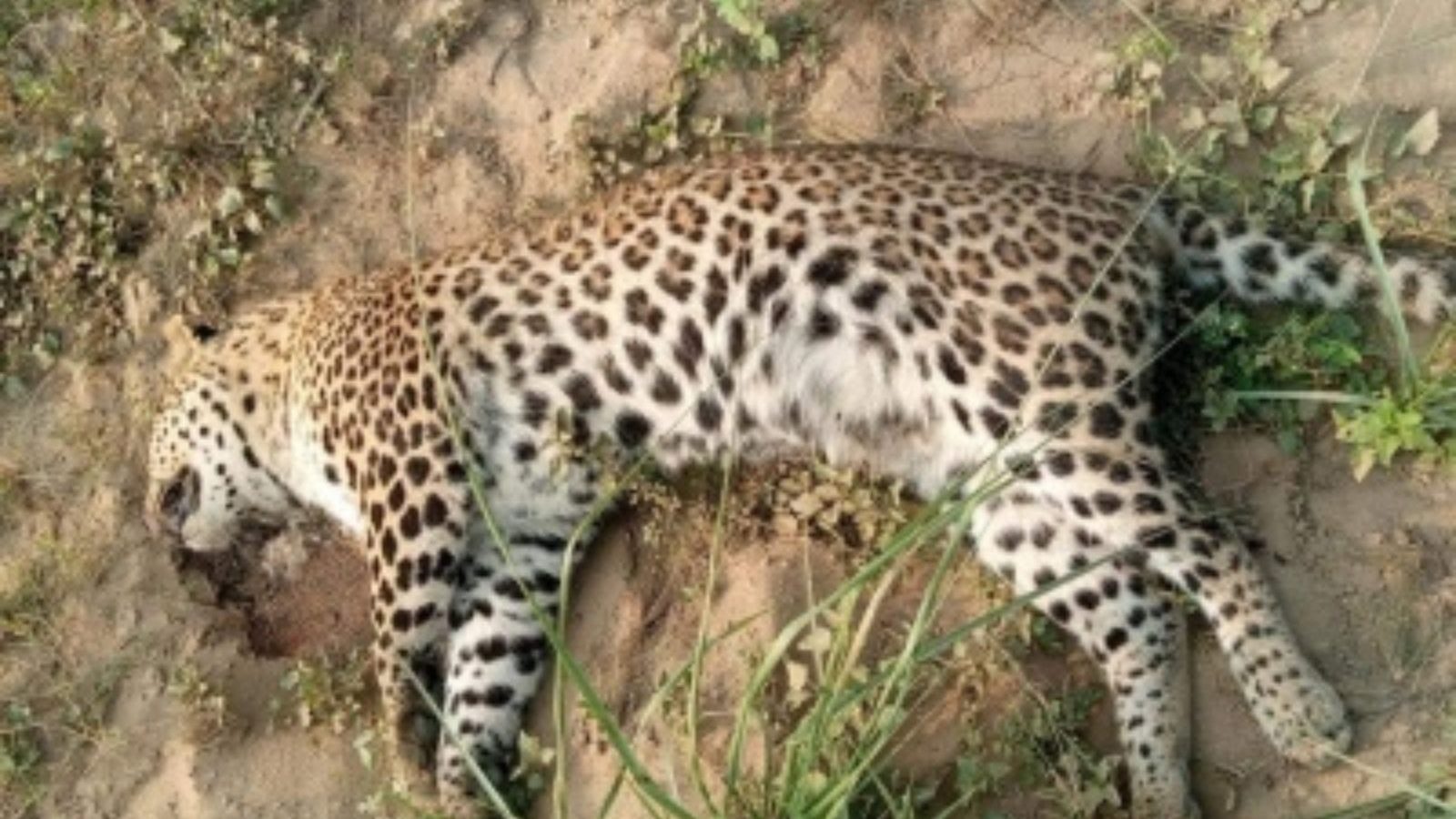 Dead Leopard Floating Leopard Found Dead in Katarniaghat Sanctuary in UP's Bahraich | India ...