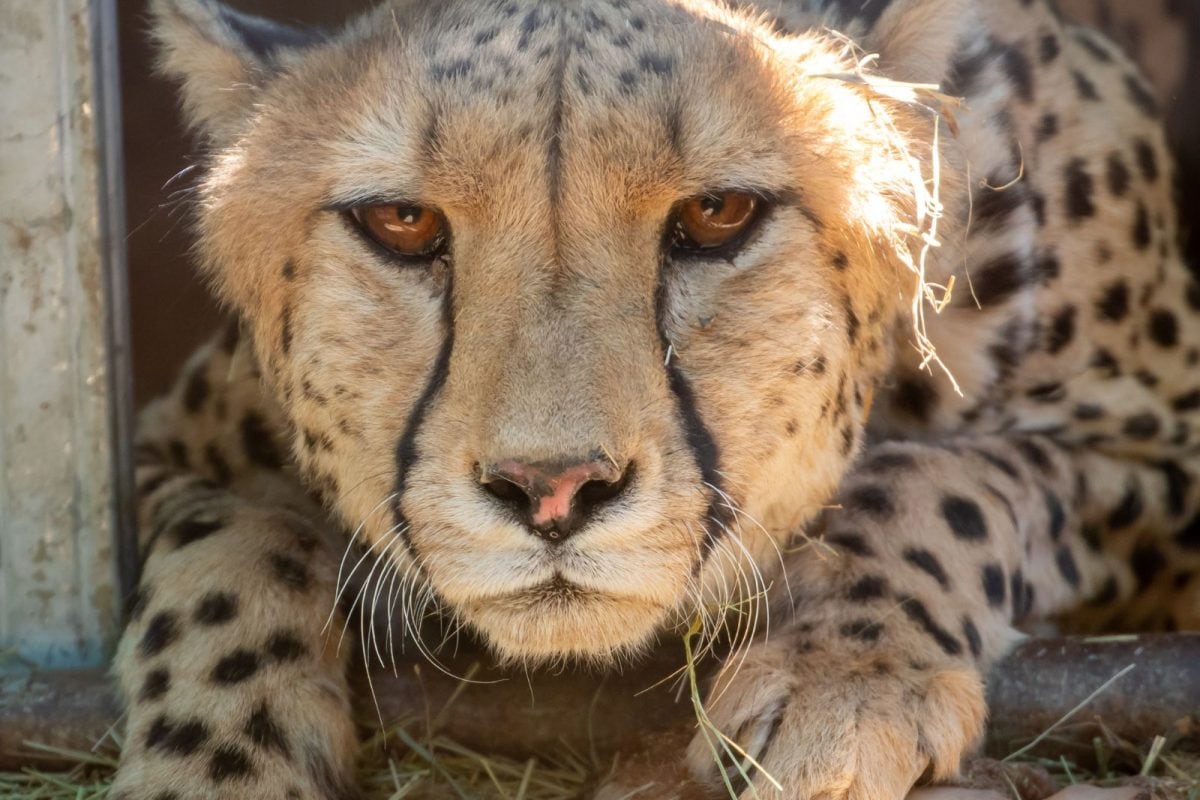 cheetah mutations