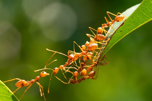 What if Ants Could Replace Pesticides? - News18