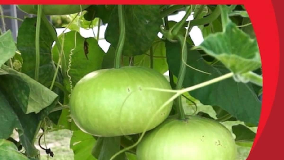 Tinda or Apple Gourd, The Underrated Superfood Loaded With Benefits
