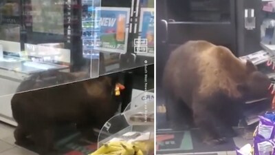 WATCH: Hungry Bear Shoplifts Snacks From Grocery Store in California ...