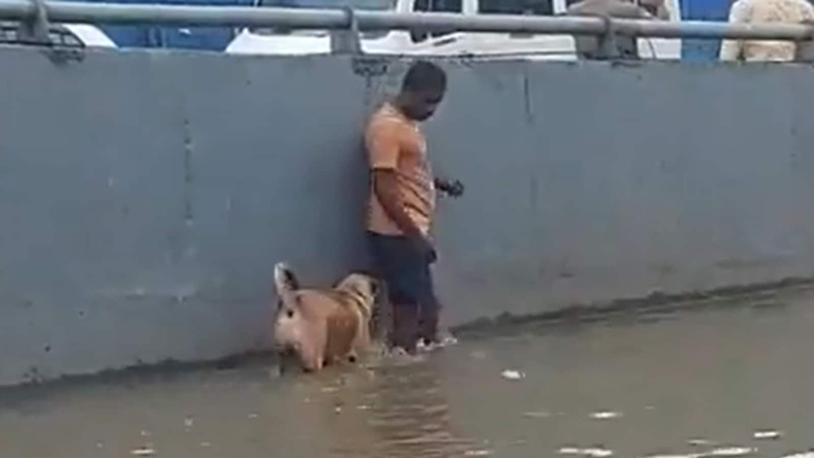 Watch: Man Guiding Dog Through Flooded Road In Bengaluru Is Prime ...