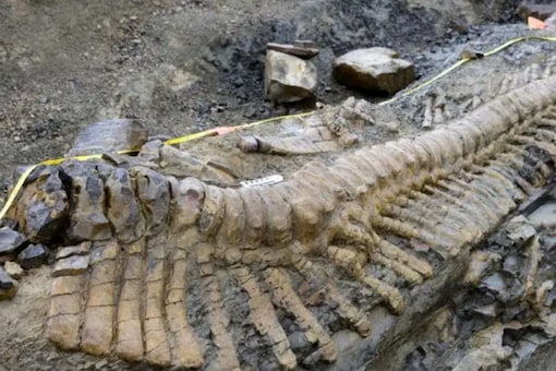 Scientists Claim Discovery of 'Dinosaur Mummy' in Canada - News18