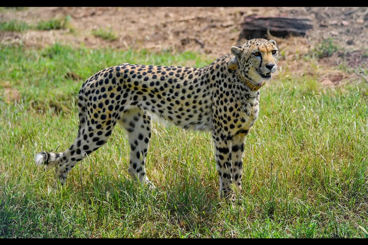 After MP, Nandankanan Zoological Park in Odisha to House Two Cheetahs  Within Six Months
