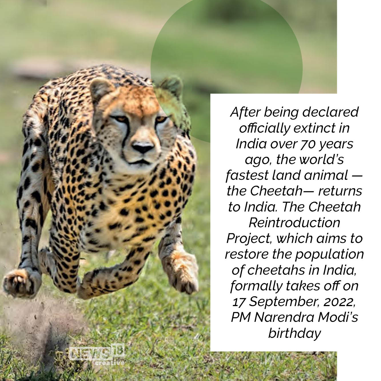 Cheetahs Back in India The Story of Cheetahs’ Extinction, Peek into