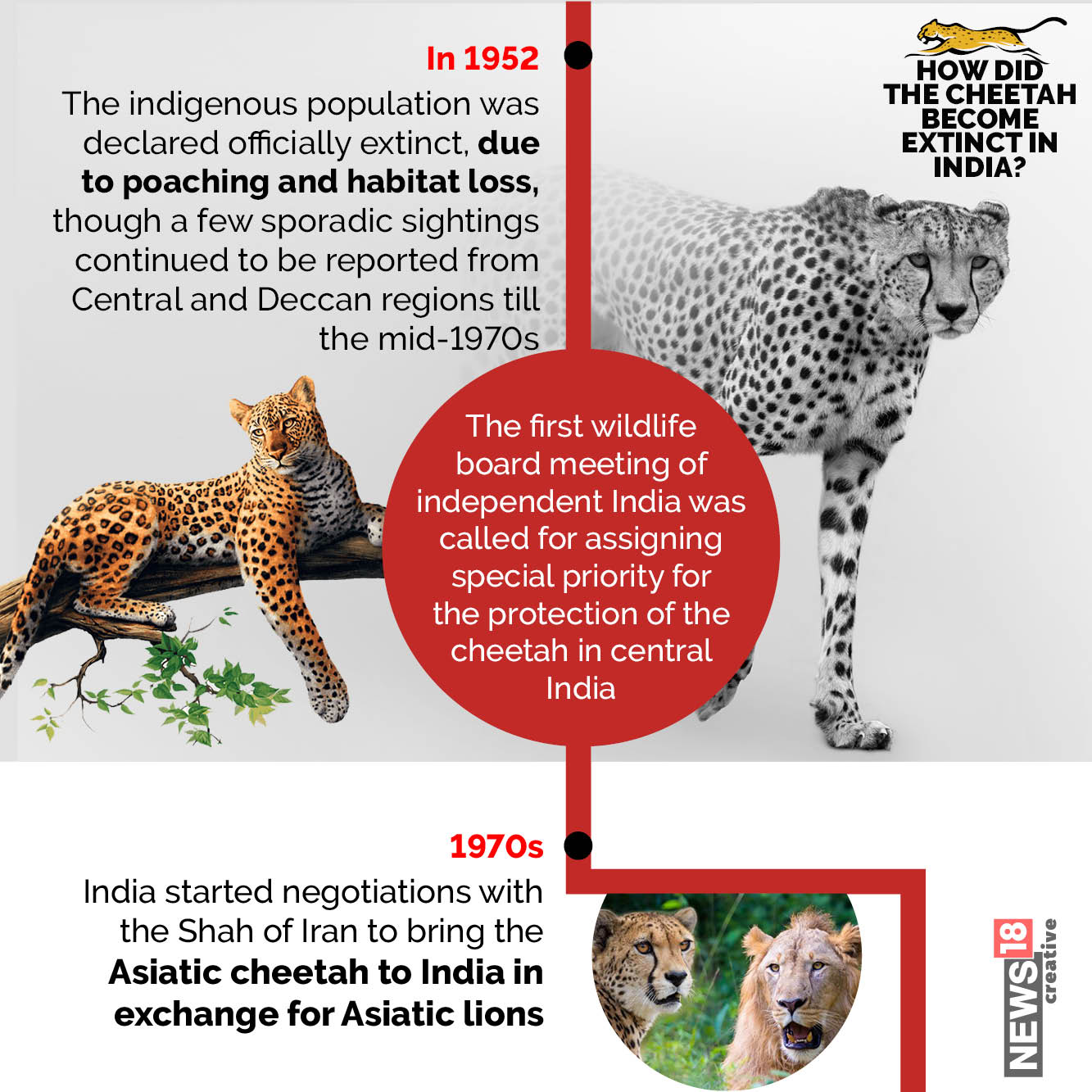 Cheetahs Back In India The Story Of Cheetahs Extinction Peek Into