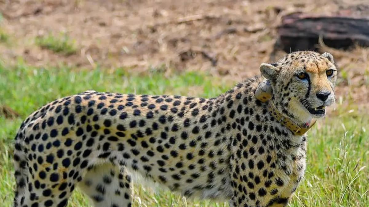 'Tamed Like Dogs', 'Killed for Rs 6', Climate Change: Why Cheetahs Became Extinct In India