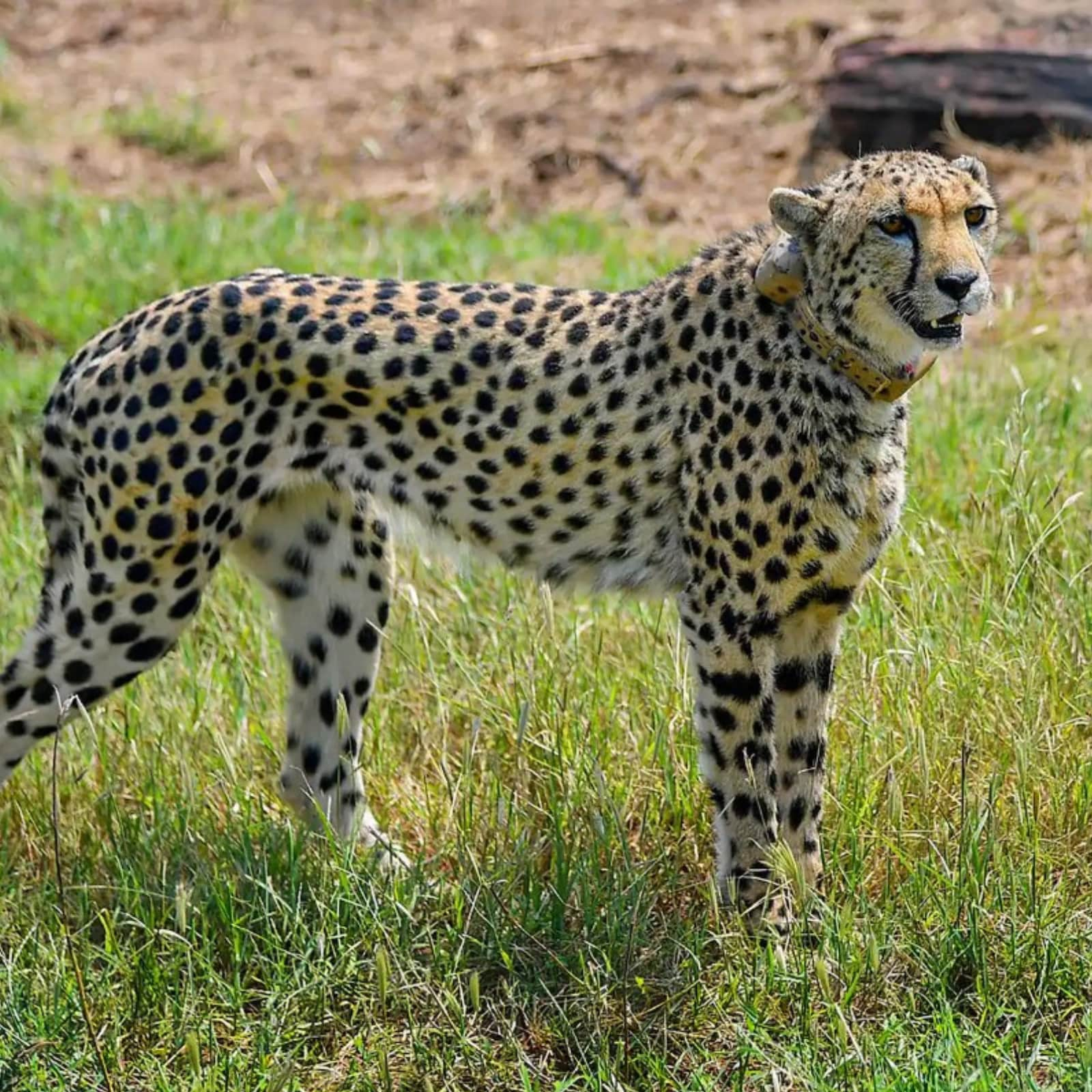 cheetah mutations