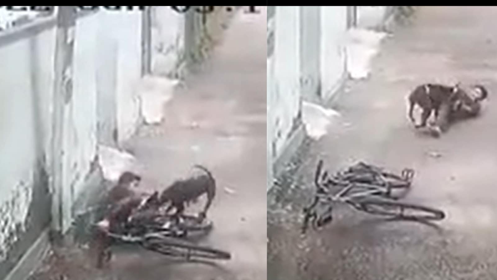 WATCH Shocking Video Shows Stray Dog Attacking Class 7 Boy in