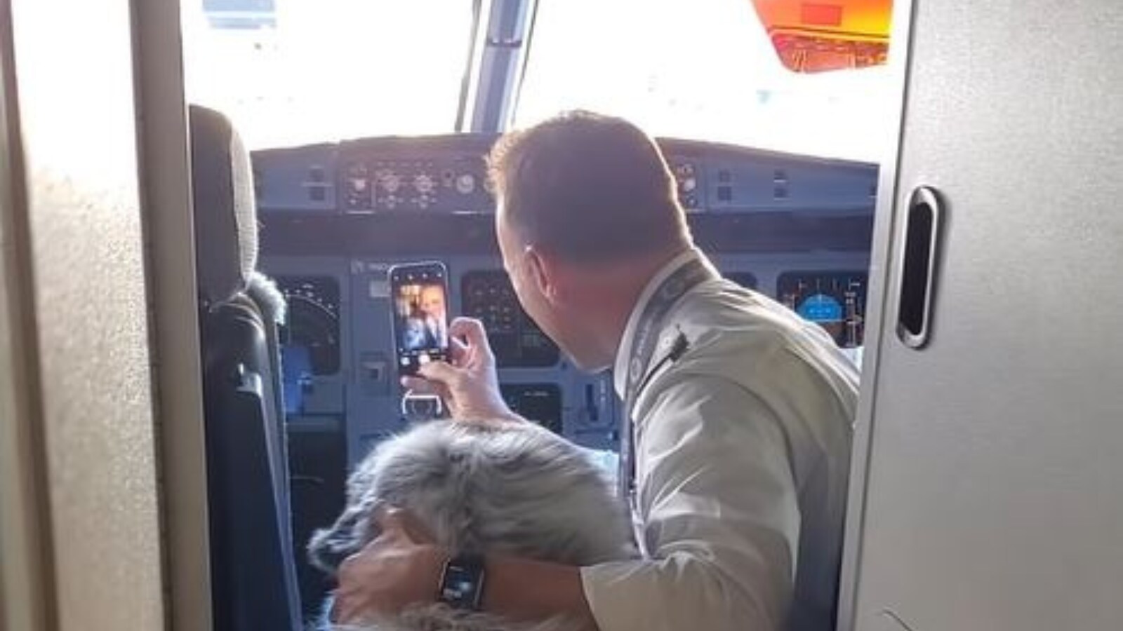 WATCH Pet Dog Turns Celeb on Flight as Pilot, Crew Can't Stop Taking